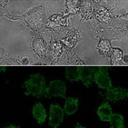 MAB3723 - NALP3