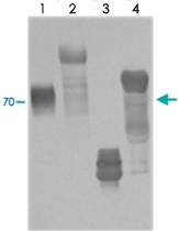 MAB3792 - t-PA / PLAT