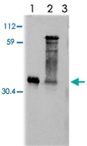 MAB3793 - uPA / PLAU