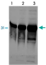 MAB3793 - uPA / PLAU