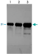 MAB3794 - uPA / PLAU