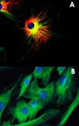 MAB3826 - alpha Tubulin / TUBA1B