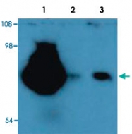 MAB3838 - CD44