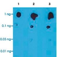 MAB3853 - HIV-1