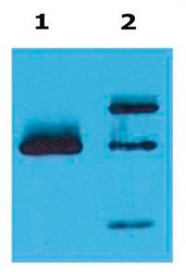 MAB3855 - HLA class I alpha G / HLA-G