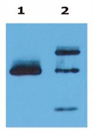 MAB3858 - HLA class I alpha G / HLA-G