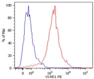 MAB3881 - Vimentin