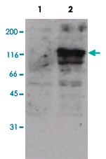 MAB3922 - Cadherin-15