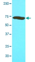 MAB4200 - Nicastrin