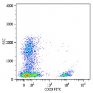 MAB4385 - CD20
