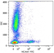 MAB4523 - CD56