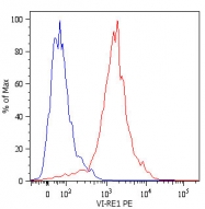 MAB4527 - Vimentin