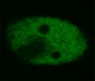 MAB4528 - TP53 / p53