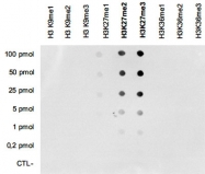 MAB4947 - Histone H3
