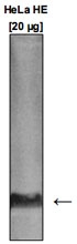 MAB4947 - Histone H3