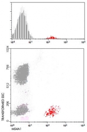 MAB4973 - CD20