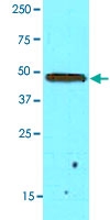 MAB5376 - GAS7