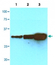 MAB5377 - GFP