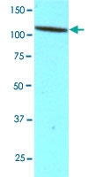 MAB5379 - CD34