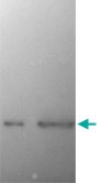MAB5383 - Alpha-Synuclein / SNCA