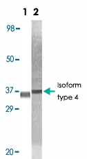 MAB5533 - MAPK10