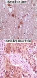 MAB5534 - MAPK10