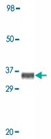 MAB5534 - MAPK10