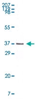 MAB5535 - MCL1