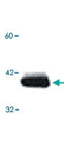 MAB5546 - SCD / SCD1