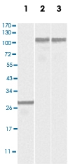 MAB5579 - Dynamin-2