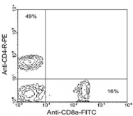 MAB5605 - CD8