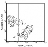 MAB5606 - CD38