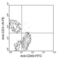 MAB5607 - CD40
