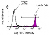 MAB5613 - Ly6G / GR1 Neutrophil Marker