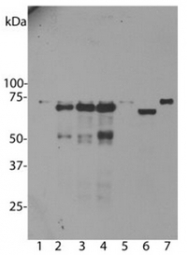MO22131-100 - Ubiquilin-2 (UBQLN2)