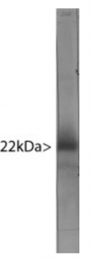 MO22132-100 - Visinin-like protein 1 / HLP3