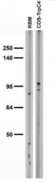 MO50009-100 - TRPC4 / TRP4