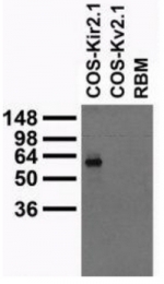 MO50013-100 - KCNJ2