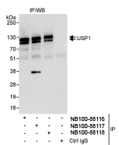 NB100-88118 - USP1