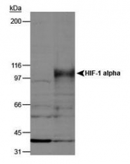 NB100-900WB - HIF1A / HIF1 alpha