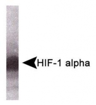 NB100-900WB - HIF1A / HIF1 alpha