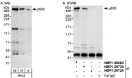 NBP1-28730 - UBR4