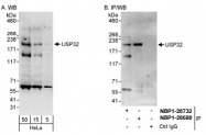 NBP1-28732 - USP32