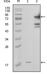 NBP1-28888 - Visfatin / NAMPT