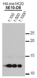 NBP1-30091 - Histone H4