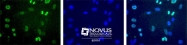 NBP1-30091 - Histone H4