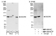 NBP1-30115 - DGCR8