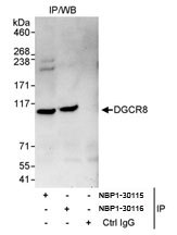 NBP1-30116 - DGCR8