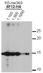 NBP1-30141 - Histone H3