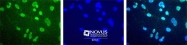 NBP1-30141 - Histone H3
